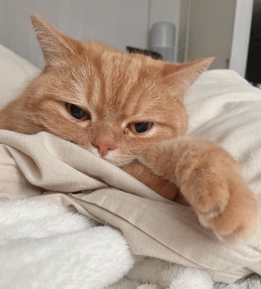 まったりするにゃむちゃん