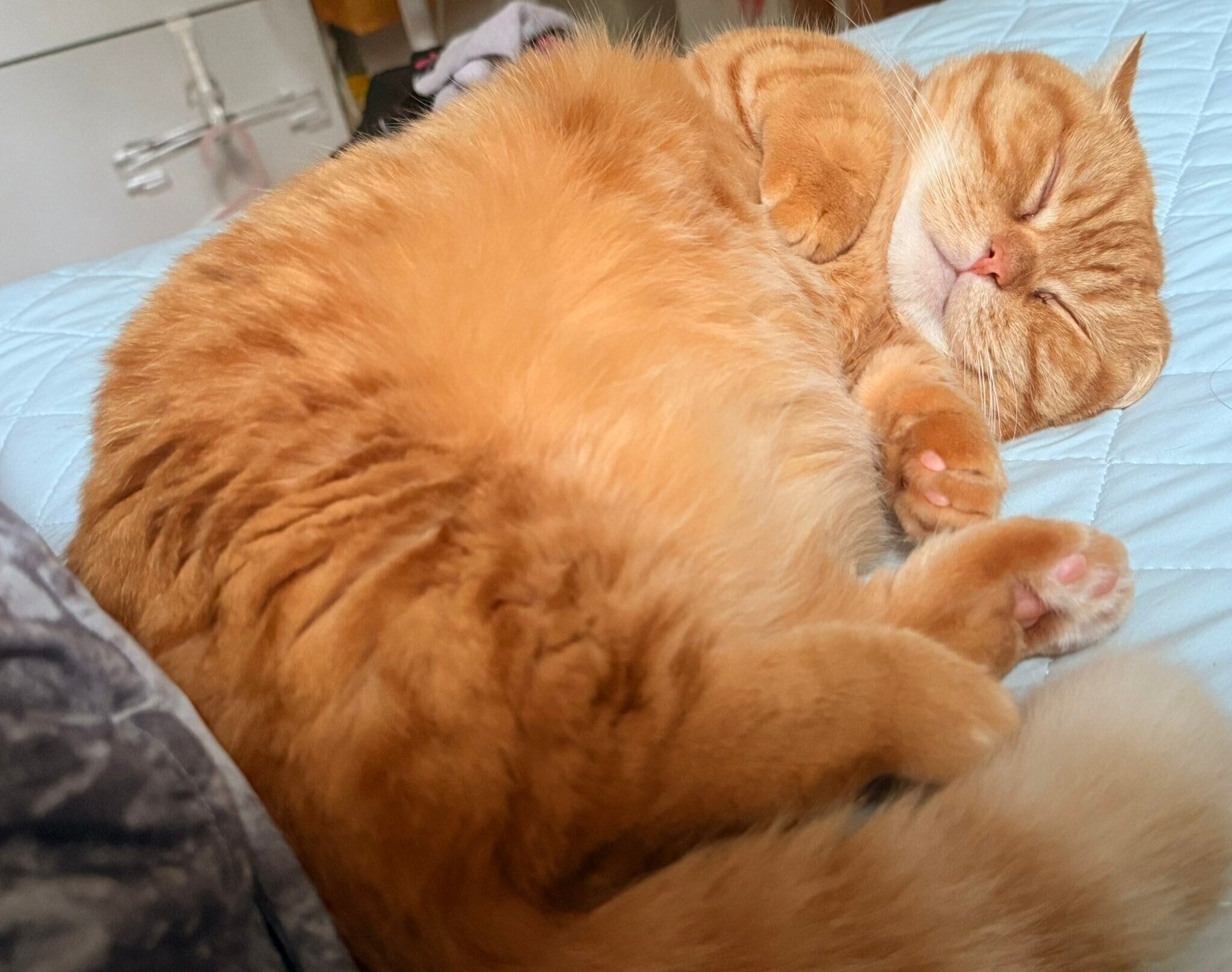 飼い主さんの布団でくつろぐぷてぃこちゃん