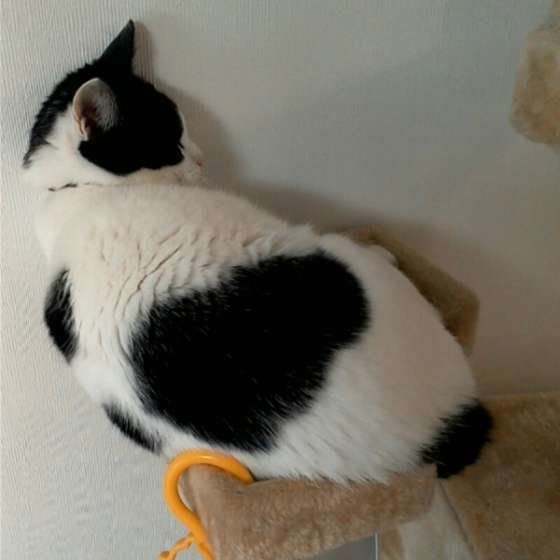 シナモン（しーちゃん）　MIX　黒×白