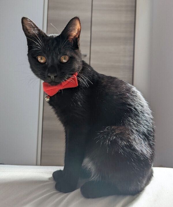 見つめるシディーちゃん