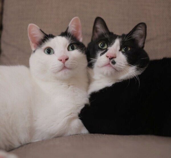 仲良し兄弟のドッピオくんとラテくん。