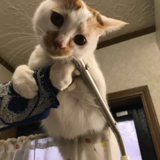 イタズラ中（MIX、オス）