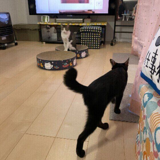 歩くMIXの女の子