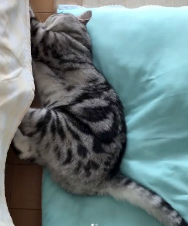 横着して爪とぎする猫