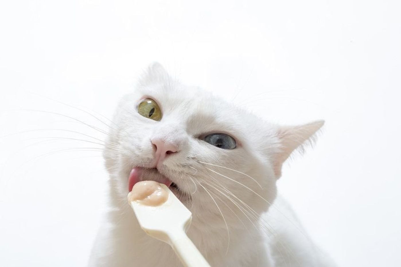 獣医師監修 猫のおやつ 与える量と種類 注意点について解説 ねこのきもちweb Magazine 獣医師監修 猫のおやつ 与える量と種類 注意点について解説 ねこのきもちweb Magazine