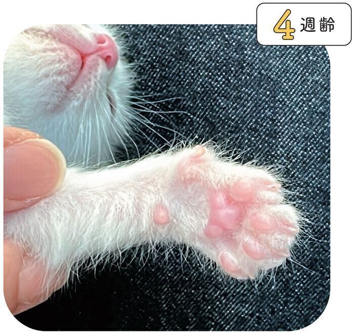 子猫の肉球