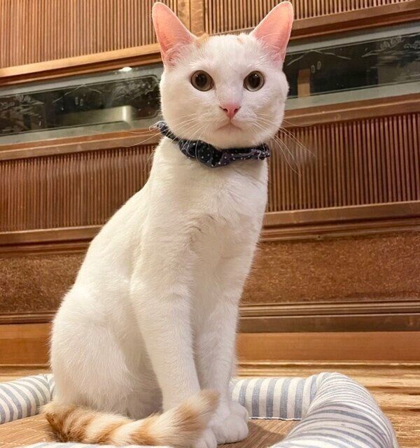 3年経ってどの先住猫よりも大きくなったのび太くん