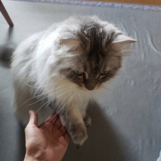 お手をするサイベリアンのさくら