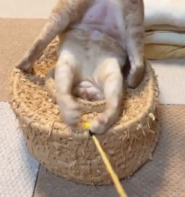 壺に頭を突っ込みながら遊ぶ、にゃーにゃくん