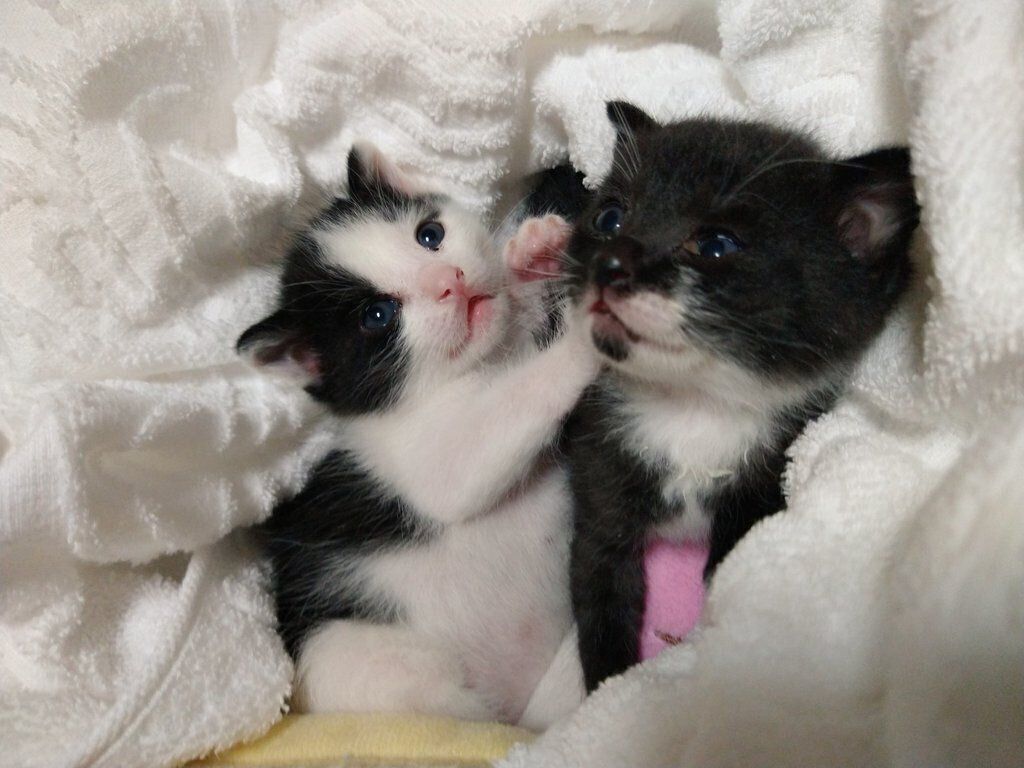 お迎え6日目のロクくん、たびちゃん