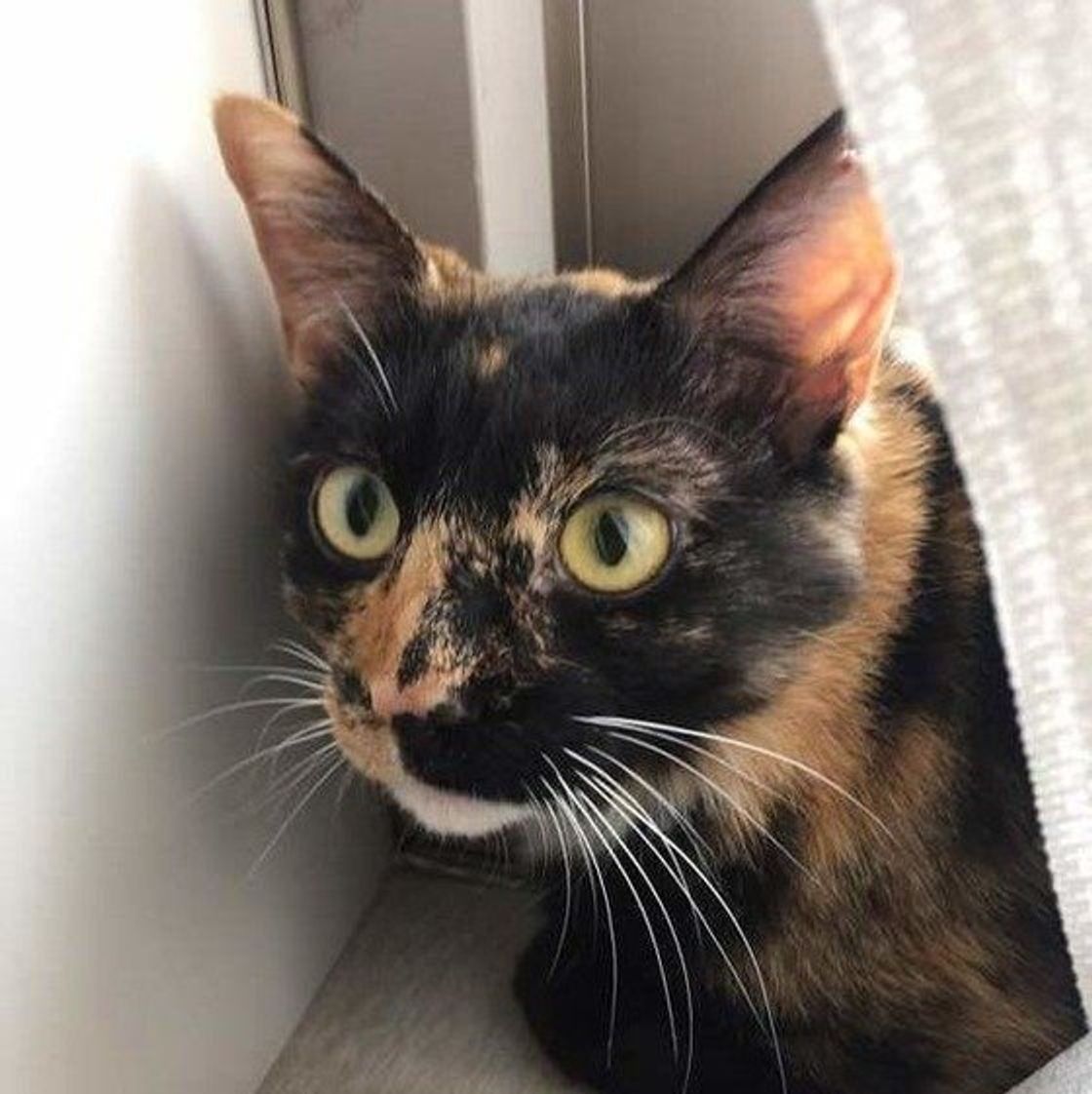 ねこのきもち 猫の柄と色は何種類 誕生の仕組みと柄について徹底分析 ねこのきもちweb Magazine ねこのきもち 猫の柄と色は何種類 誕生の仕組みと柄について徹底分析 ねこのきもちweb Magazine