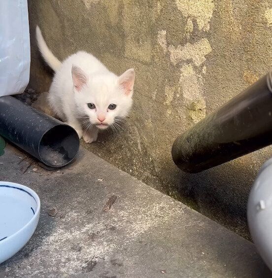 保護する前のむぎくん。