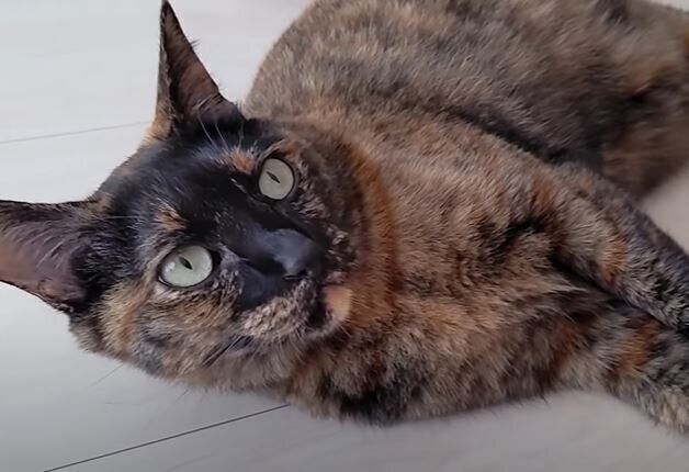 ねこ　モモちゃん