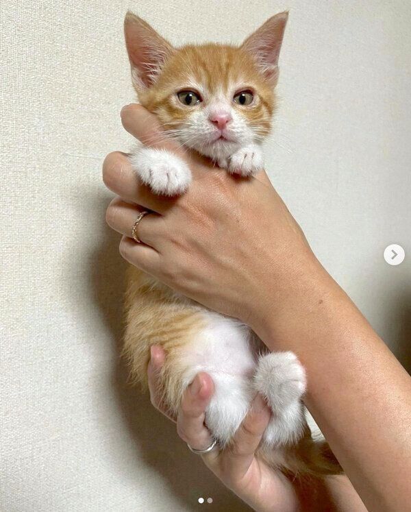 抱っこされるチャーちゃん