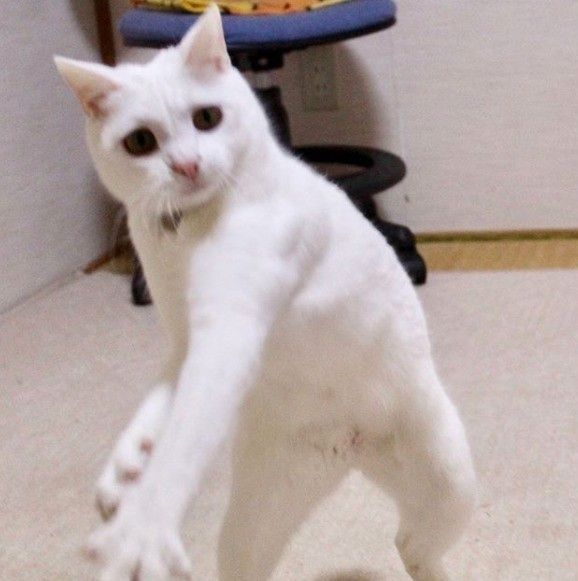 何かを投げたようなフォームの猫