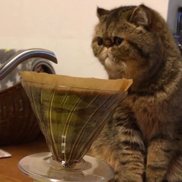 コーヒーの番猫