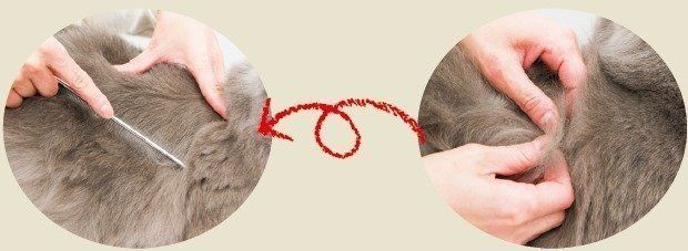 撮影／中川文作