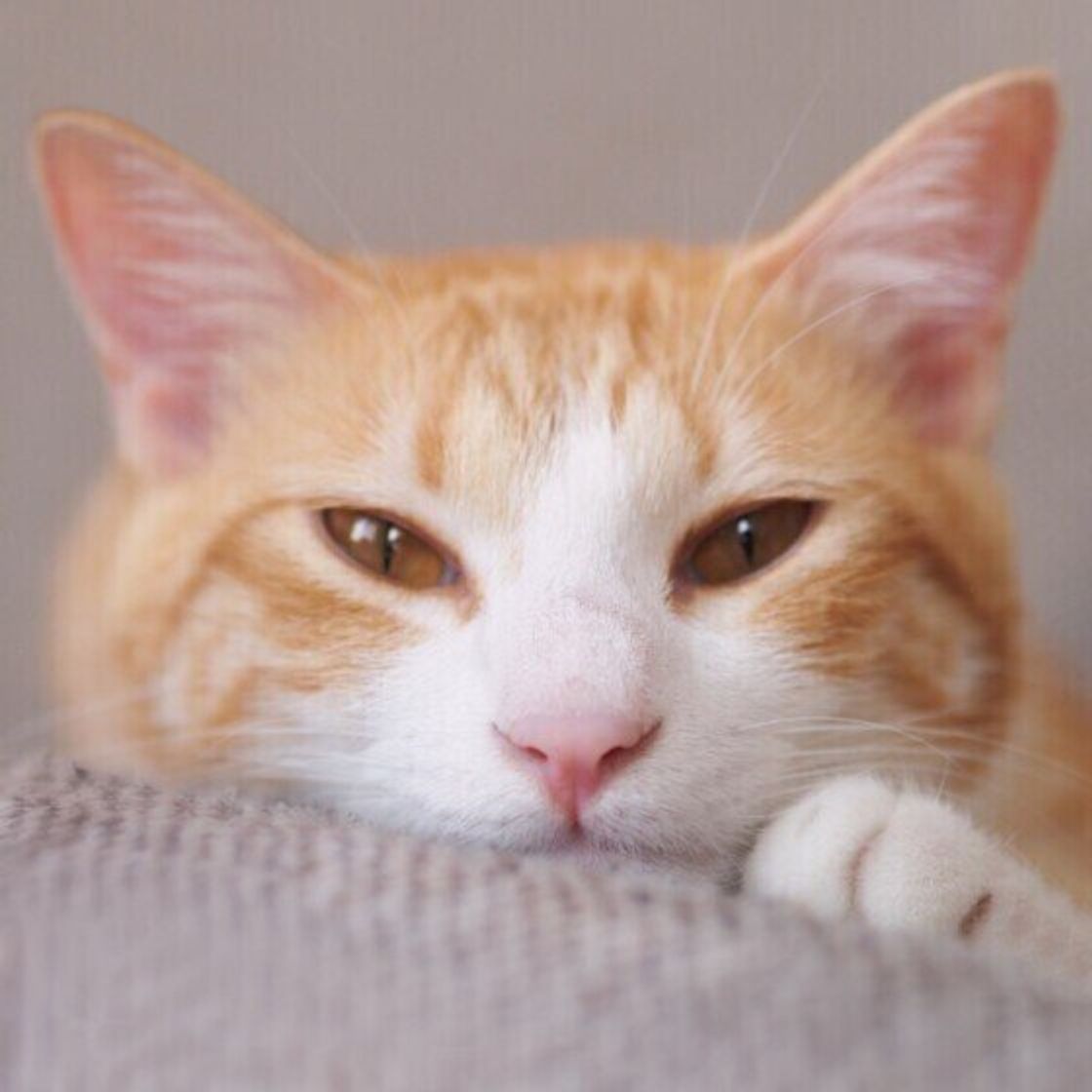 招き猫のモデル 世界に認められている唯一の 純血種の日本猫 ジャパニーズ ボブテイル ねこのきもちweb Magazine 招き猫のモデル 世界に認められている唯一の 純血種の日本猫 ジャパニーズ ボブテイル ねこのきもちweb Magazine