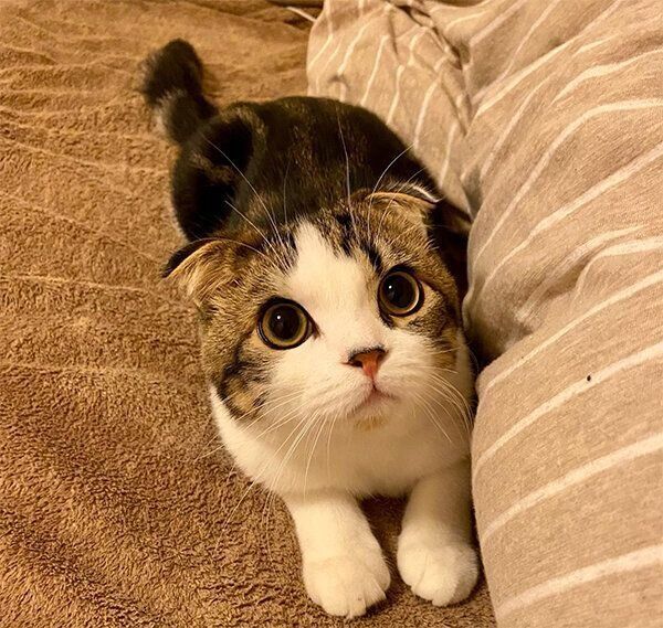 見つめるこたろうくん