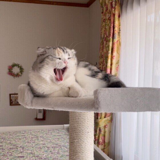 あくびをするスコティッシュフォールド