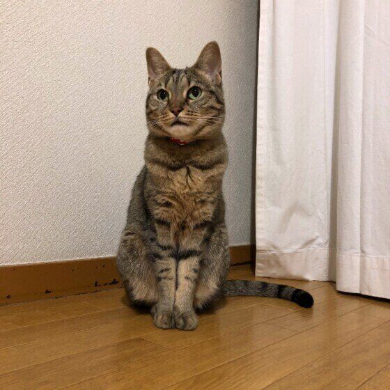 ベンガルのミミちゃん