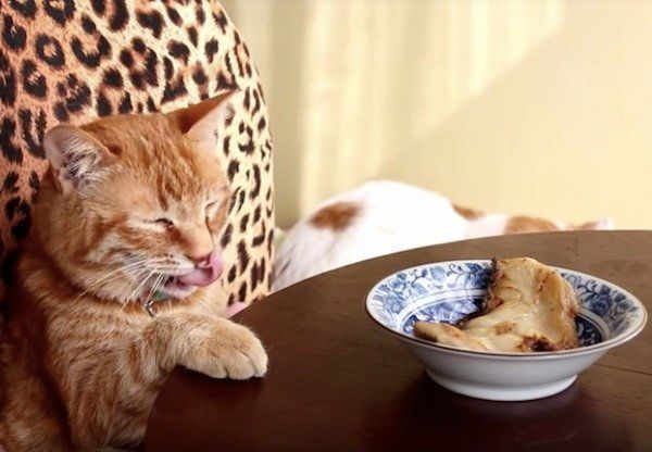 においをいただくニャンコ