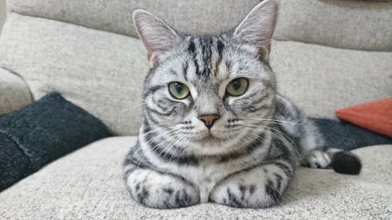 香箱座りするアメリカンショートヘア