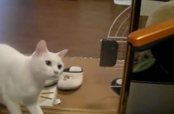 掃除機を見つめる猫