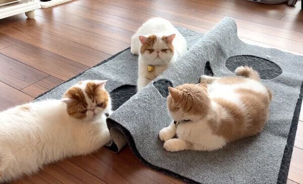 猫会議をする猫たち