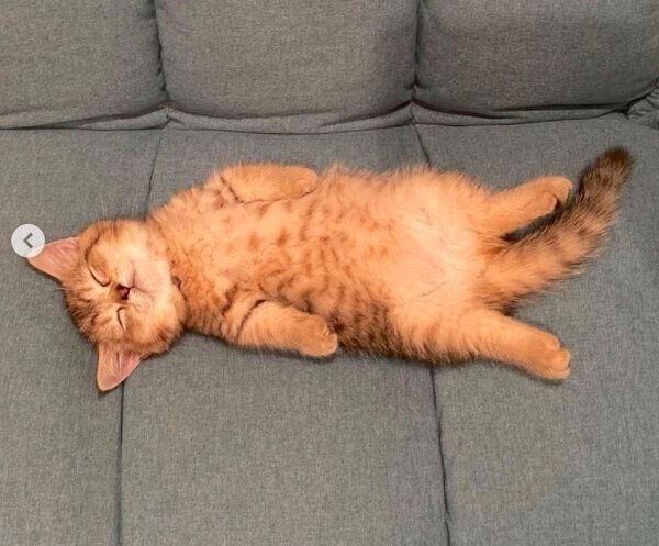 ヘソ天で眠るにぼしちゃん