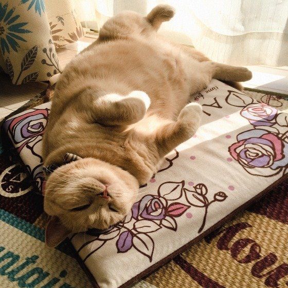 ヘソ天するブリティッシュショートヘア