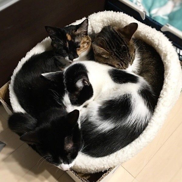 寄り添って眠る4匹の猫