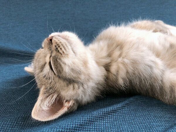 ヘソ天する子猫時代の凛太郎くん