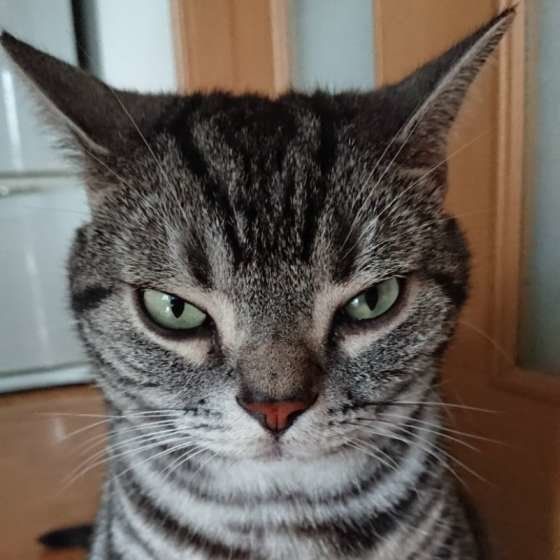 キリッとした表情のアメリカンショートヘア