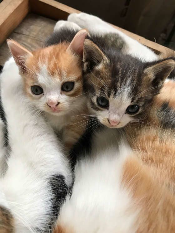子猫の弟妹