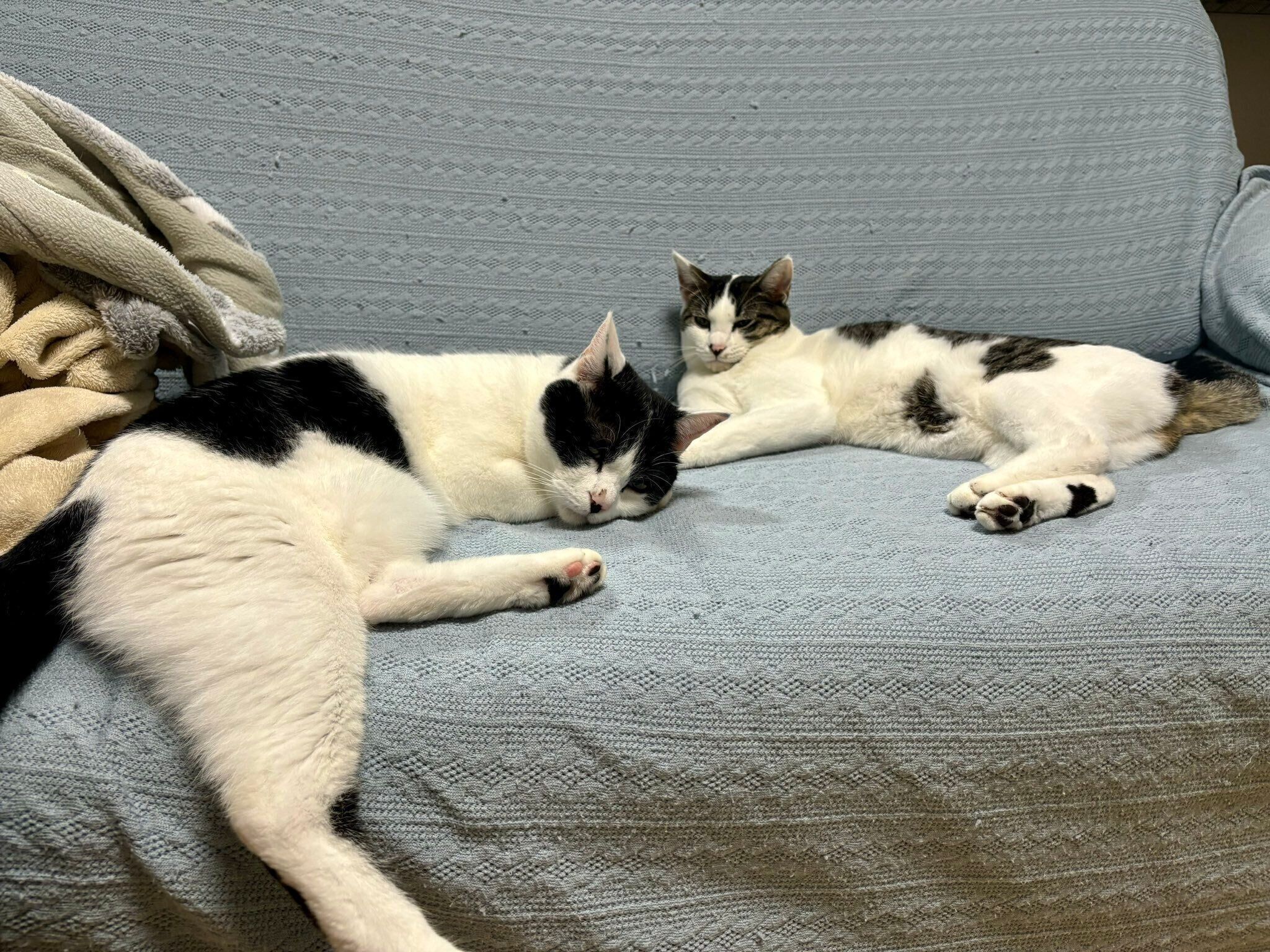 まったりするしおちゃん、先輩猫・むすびくん