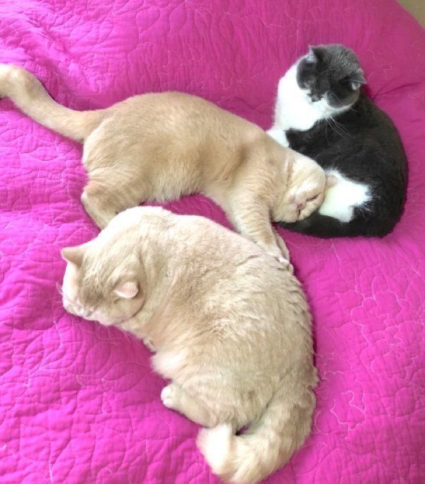 仲良しなブリティッシュショートヘア