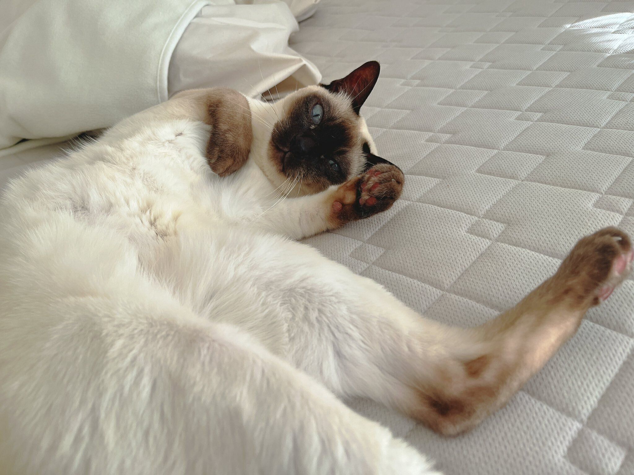 ベッドの上で寝転がるたきちゃん