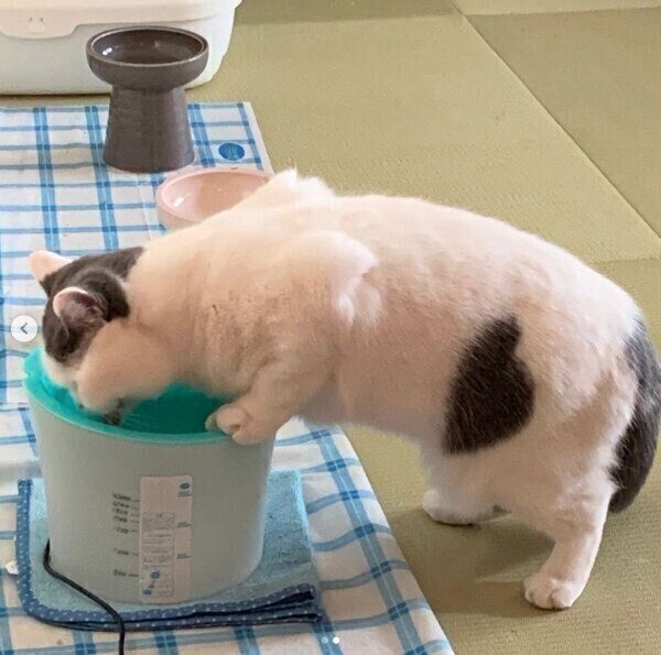 水を飲むカツヲくん