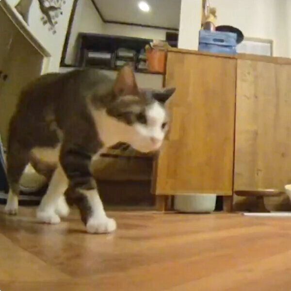 優雅に歩くことちゃん