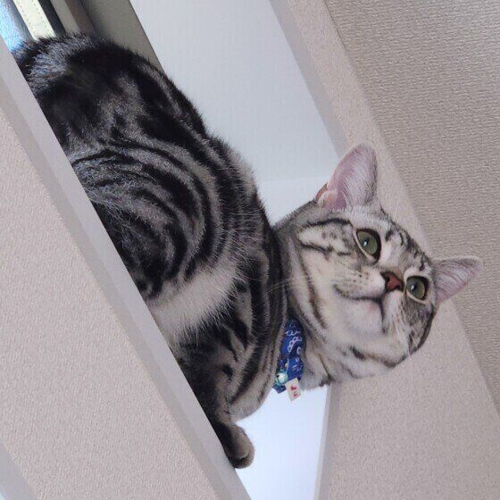 アメリカンショートヘアのトムくん