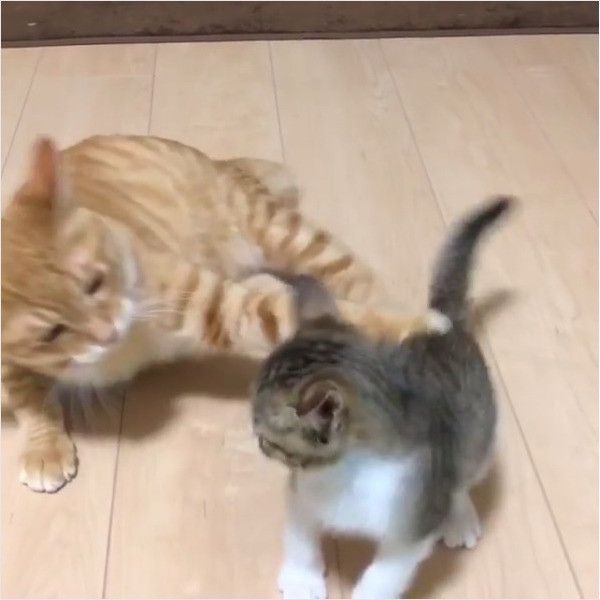 しっぽじゃらし大好きニャンコ