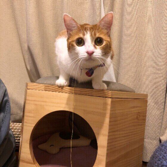 茶白のニコルちゃん