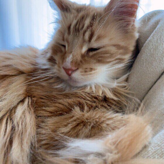 メインクーンのソラくん