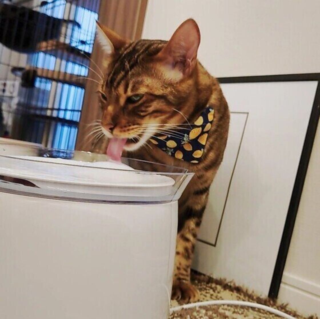 猫に氷を与えてもok 与えていい量や なめさせるときの注意点を解説 ねこのきもちweb Magazine 猫に氷を与えてもok 与えていい量や なめさせるときの注意点を解説 ねこのきもちweb Magazine