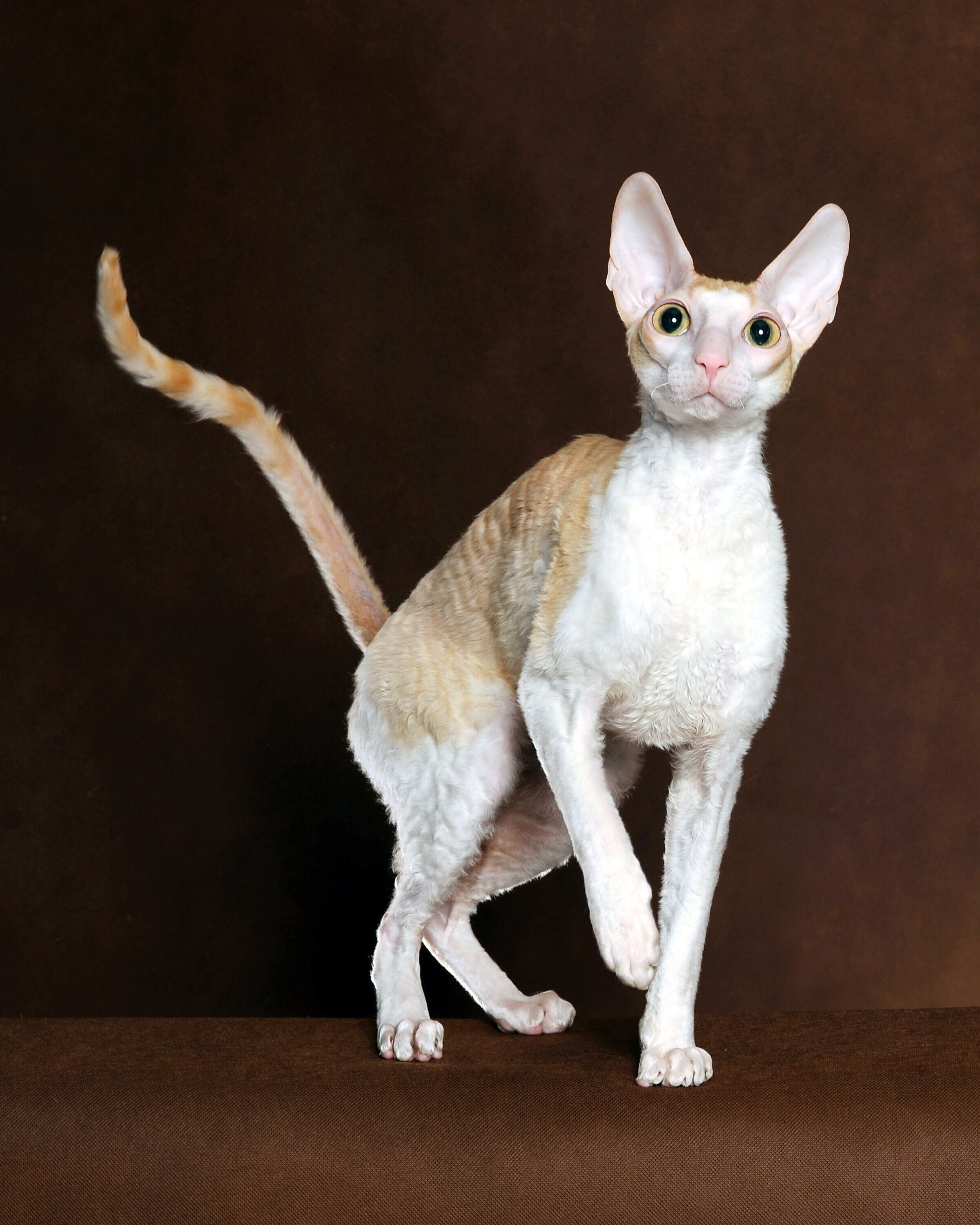 コーニッシュ・レックス