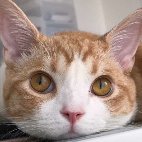 スコティッシュフォールドのルゥくん