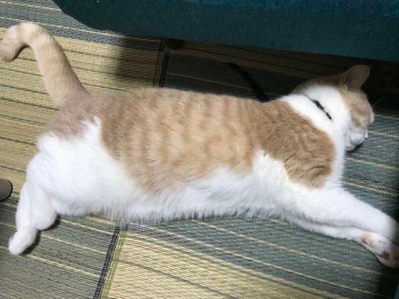 ごろ〜んと寝転がるスコティッシュフォールド