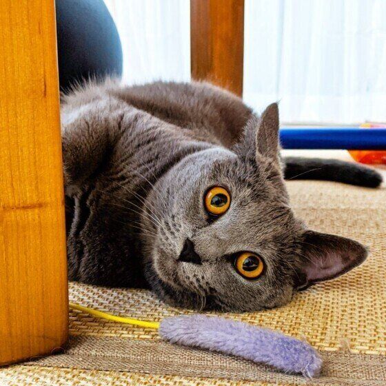 シャルトリューのポムちゃん