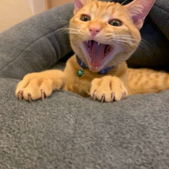 猫ベッドでくつろぐ茶トラ